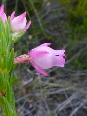 Erica excavata