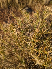 Hecastocleis shockleyi