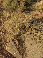 Hecastocleis shockleyi