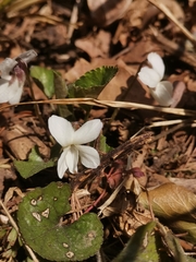 Viola alba alba