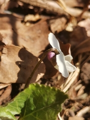 Viola alba alba