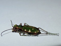 Cicindela turkestanica
