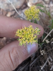Lomatium parryi