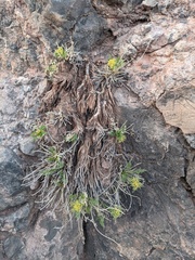Lomatium parryi
