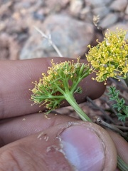Lomatium parryi