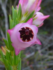 Erica excavata