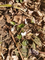 Viola alba alba