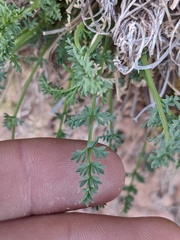 Lomatium parryi