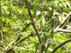 Turdus hortulorum