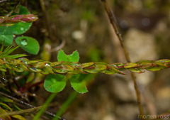 Polygala brasiliensis