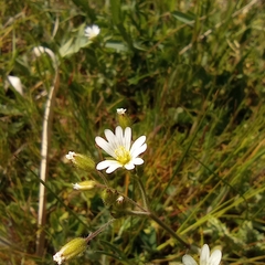 Cerastium ligusticum