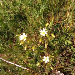 Cerastium ligusticum