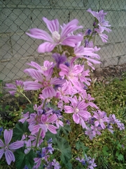 Malva