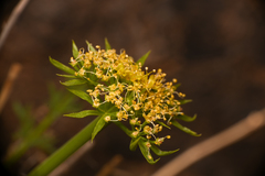 Lomatium parryi