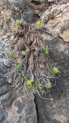 Lomatium parryi