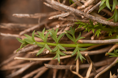 Lomatium parryi