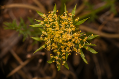 Lomatium parryi