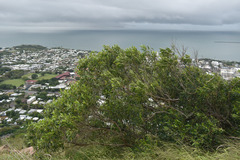 Ficus obliqua