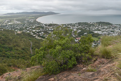 Ficus obliqua