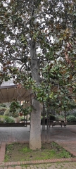 Magnolia grandiflora