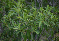 Ficus rubiginosa