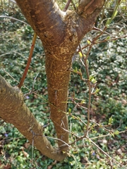 Prunus cerasifera