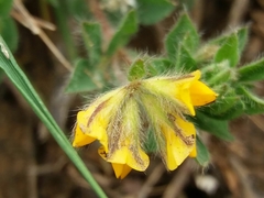 Lotus parviflorus