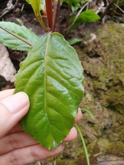 Laurus nobilis