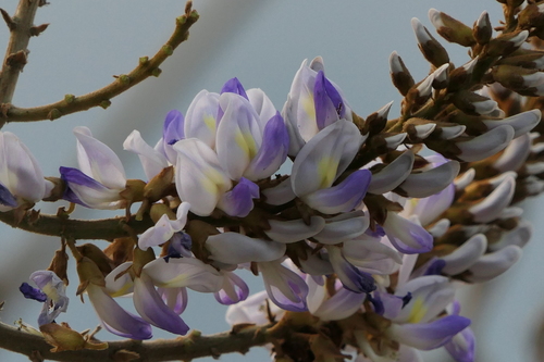 Nepalese kudzu (Pueraria tuberosa)
