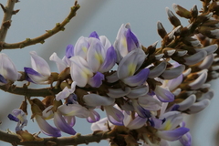 Pueraria tuberosa