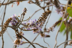 Pueraria tuberosa