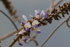 Pueraria tuberosa