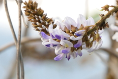 Pueraria tuberosa