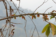 Pueraria tuberosa
