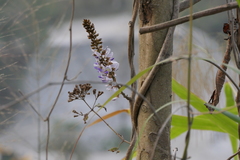 Pueraria tuberosa