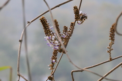 Pueraria tuberosa