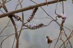 Pueraria tuberosa