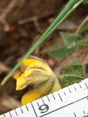 Lotus parviflorus