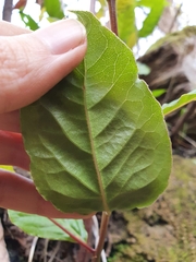 Laurus nobilis
