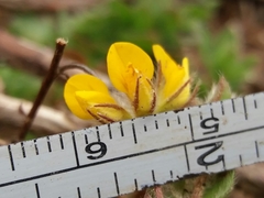 Lotus parviflorus