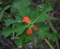 Euphorbia cyathophora