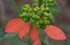 Euphorbia cyathophora
