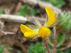 Lotus parviflorus