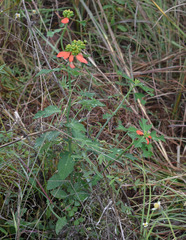 Euphorbia cyathophora