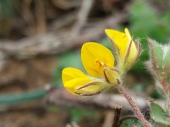 Lotus parviflorus