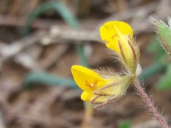 Lotus parviflorus