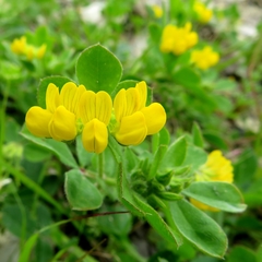 Lotus ornithopodioides