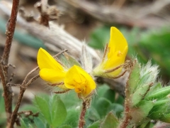 Lotus parviflorus