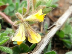 Lotus parviflorus