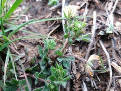 Lotus parviflorus